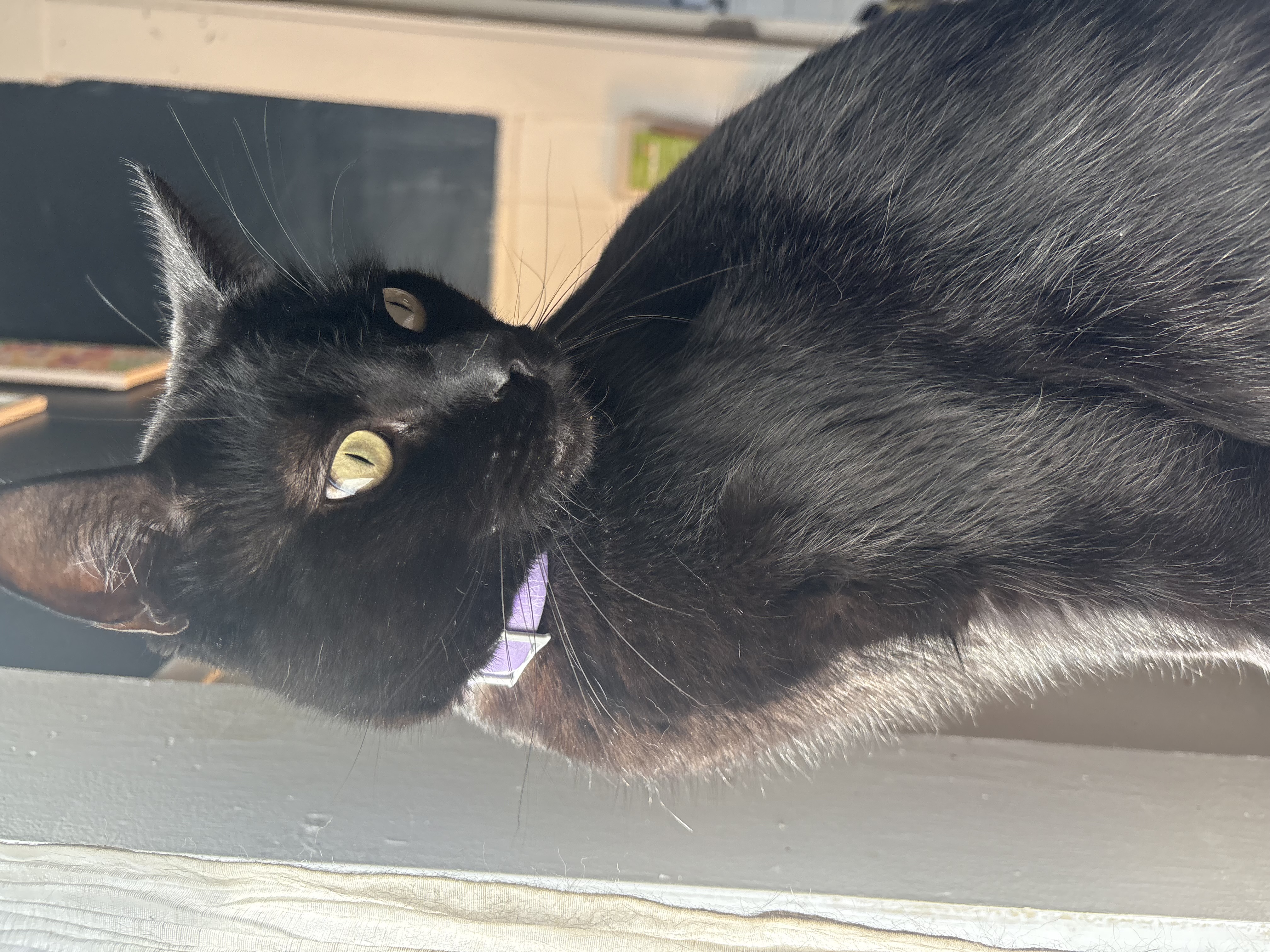 large and beautiful black cat